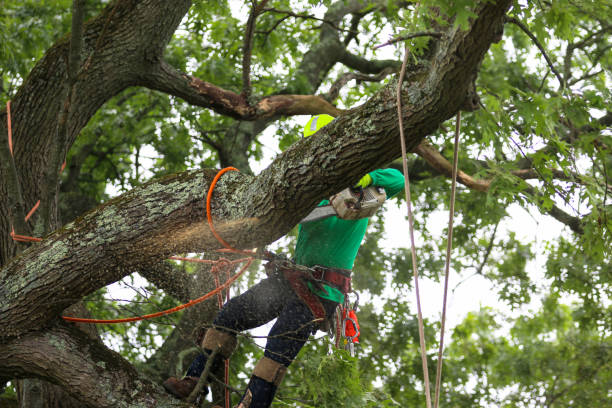 Best Emergency Tree Removal  in Harper Woods, MI