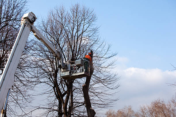 Leaf Removal in Harper Woods, MI